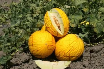melone giallo jigsaw puzzle