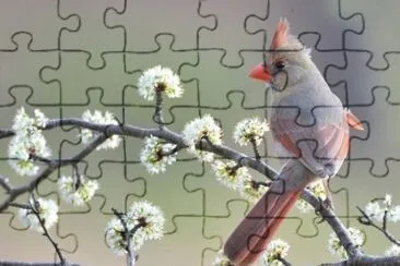 NATUREZA jigsaw puzzle