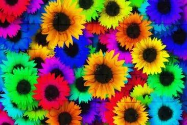 Arte-Hippe-Girasol