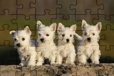 perritos