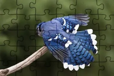 bl1 jigsaw puzzle