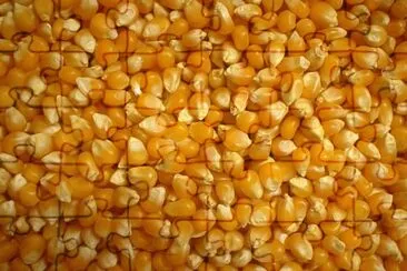 Milho de Pipoca jigsaw puzzle