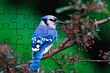 bj1 jigsaw puzzle