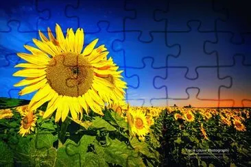 å‘æ—¥è‘µ jigsaw puzzle
