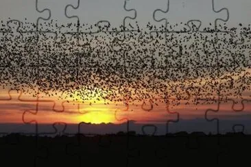 PÃ¡ssaros jigsaw puzzle