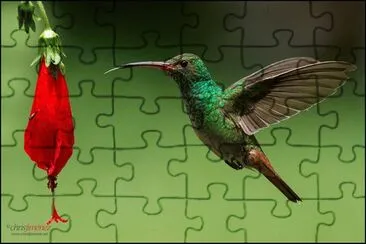 PAJARITO