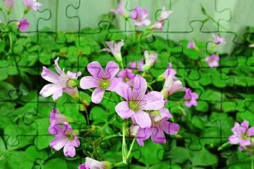 ç´«èŠ±é…¢é†¬ jigsaw puzzle