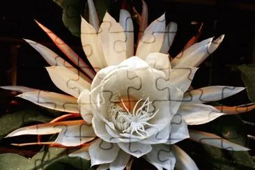 èŠ±3
