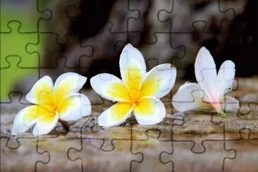é›žè›‹èŠ±