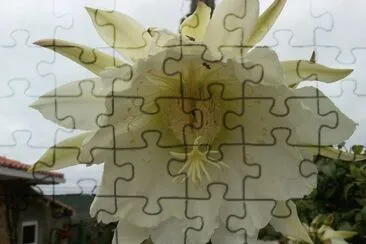 flor de cactus jigsaw puzzle