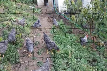 פאזל של gallinas