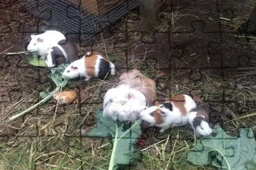 cobayas