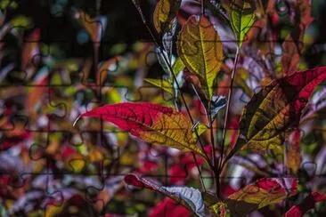28 jigsaw puzzle