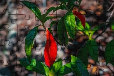 27 jigsaw puzzle