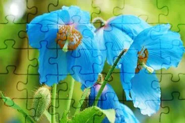å¬°ç²ŸèŠ± jigsaw puzzle