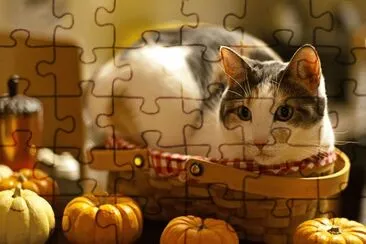 cat3 jigsaw puzzle