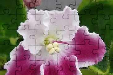 flor