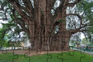 big tree