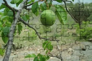Umbu - Fruto tí­pico nordestino jigsaw puzzle