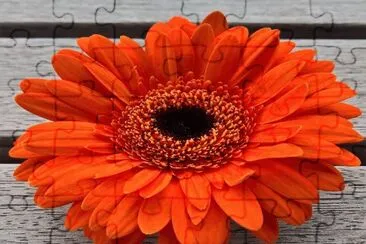 Flor- Gerbera-Naranja.