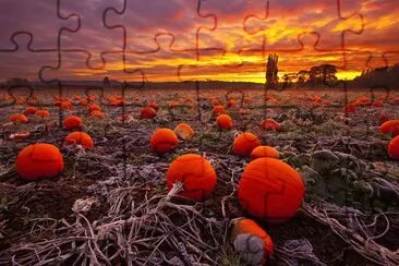 Pumpkin Farm at Sunset
