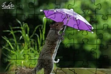 Cute Squirrel Poses with Purple Umbrella jigsaw puzzle
