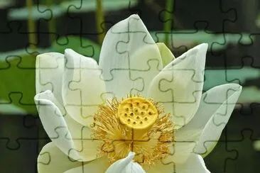 flor de loto
