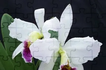 פאזל של orquÃ­dea