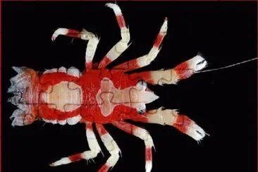 ARAÃ‘A ROJA