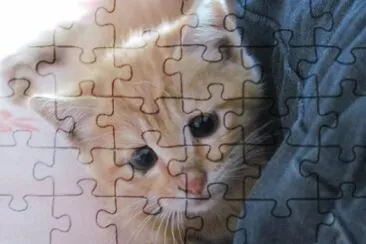 cat5 jigsaw puzzle
