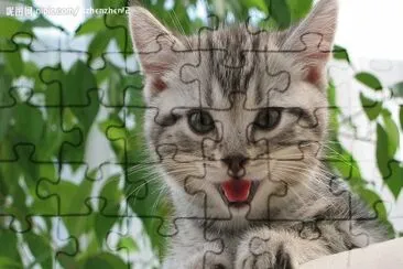 cat7 jigsaw puzzle