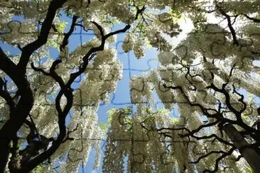 è—¤èŠ±