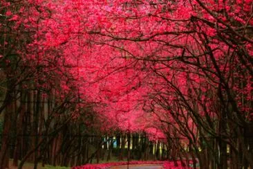 rojo jigsaw puzzle