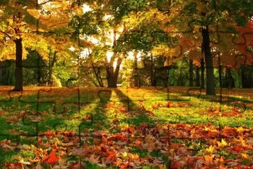 aspen jigsaw puzzle