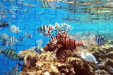 maffy jigsaw puzzle