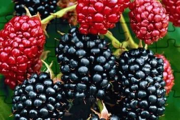 moras