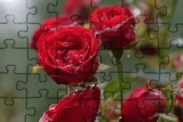 rosas