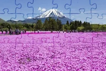 lavanda