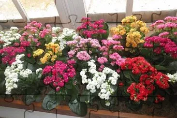 פאזל של flores