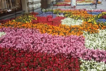 פאזל של alfombra de flores