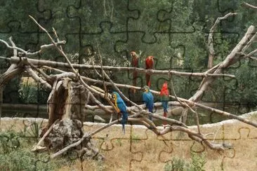 Aras jigsaw puzzle