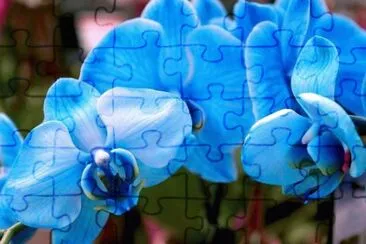 פאזל של 38
