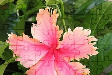 Amapola