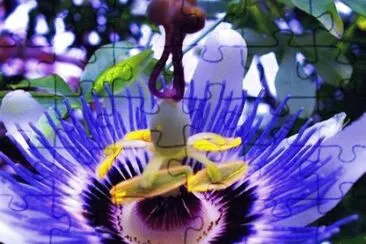 Flor tropical