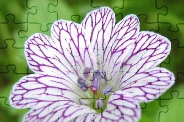 Geranio jigsaw puzzle