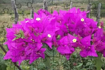 flores na Bahia