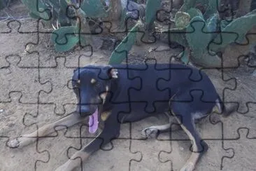 procurando uma sombra
