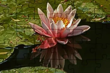 seerose