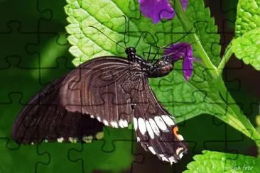 Falter jigsaw puzzle