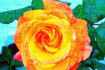 rose